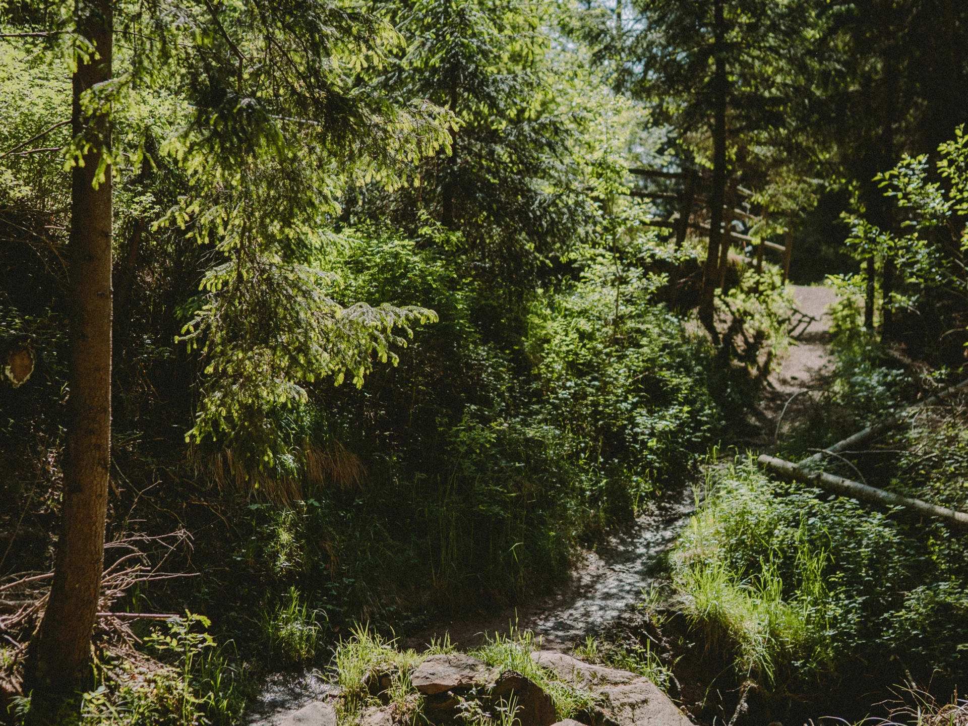 Urlaub am Ritten: die Insider-Tipps des Armonia Ein klarer Bach fließt über Felsen durch einen sonnigen Wald