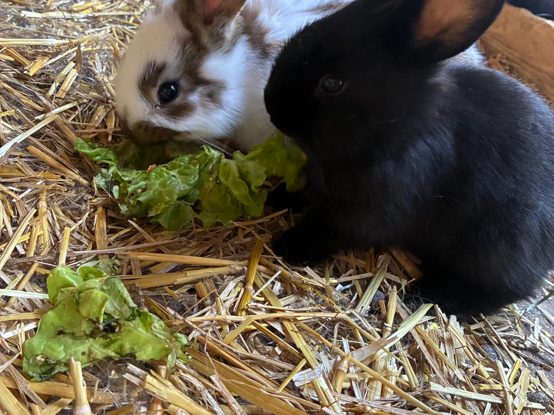Schwarzes und weiß-braunes Kaninchen knabbern auf Stroh an Salat