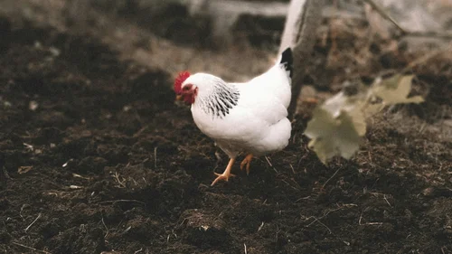 Accommodation above Bolzano: Armonia, a farm with music White hen with a red comb standing on dark soil