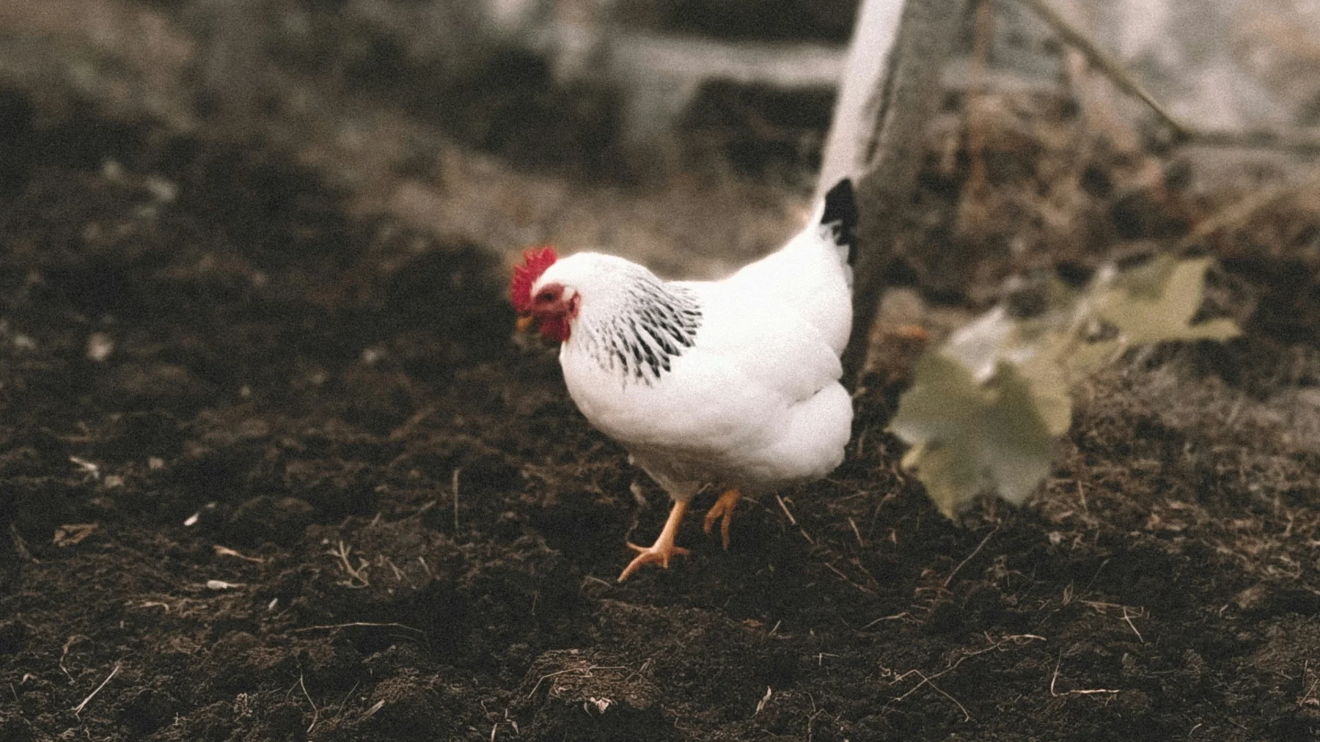 Bilder vom Armonia: Hof am Ritten in Südtirol Weißes Huhn mit rotem Kamm steht auf dunkler Erde