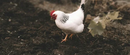 Weißes Huhn mit rotem Kamm steht auf dunkler Erde