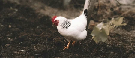 White hen with a red comb standing on dark soil
