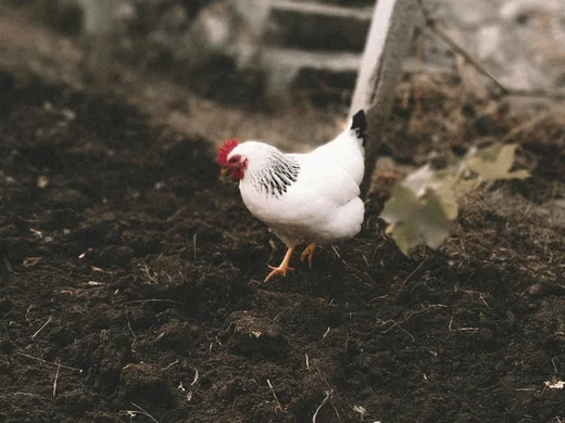 Ferienwohnung am Ritten: Armonia, Hof mit Musik Weißes Huhn mit rotem Kamm steht auf dunkler Erde