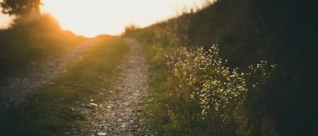 Ein steiniger Weg führt bei Sonnenuntergang an blühenden Wiesen vorbei