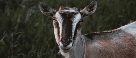 Ziege mit Halsband vor dunklem Wiesengrund