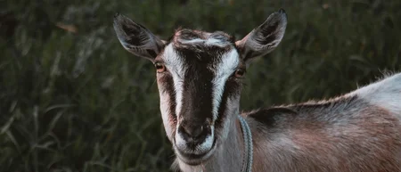 Ziege mit Halsband vor dunklem Wiesengrund