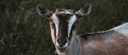 Ziege mit Halsband vor dunklem Wiesengrund