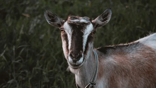 Accommodation above Bolzano: Armonia, a farm with music Goat wearing a collar in front of a dark grassy background