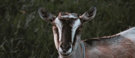 Ziege mit Halsband vor dunklem Wiesengrund