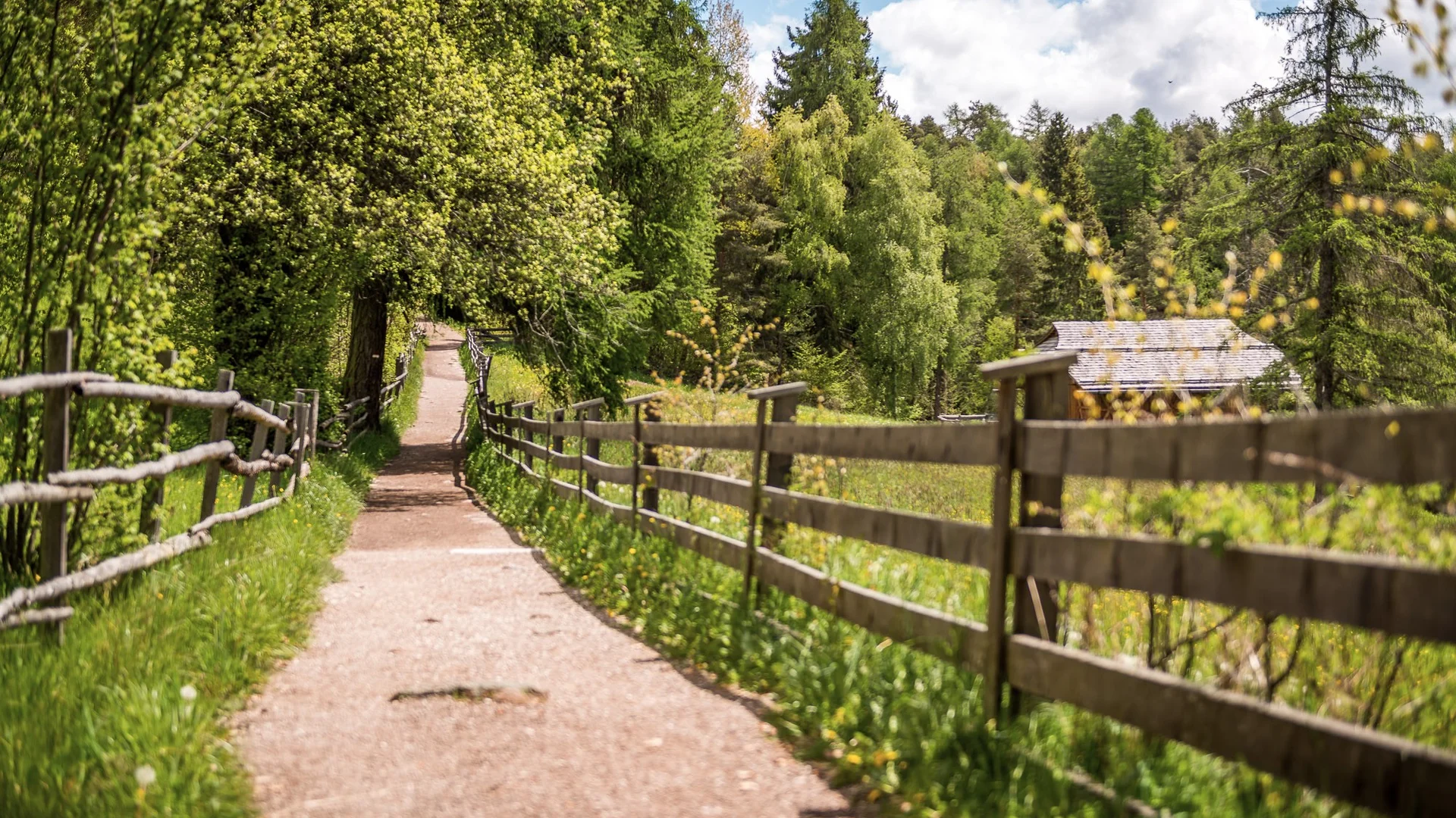 Bilder vom Armonia: Hof am Ritten in Südtirol Weg durch einen grünen Wald, gesäumt von Holzzäunen und einem kleinen Gebäude