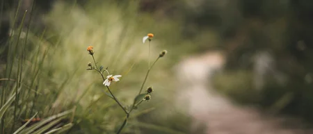 Kleine Wildblumen am Rand eines unscharfen Weges