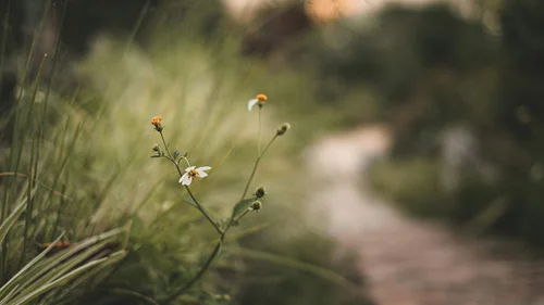 Ferienwohnung am Ritten: Armonia, Hof mit Musik Kleine Wildblumen am Rand eines unscharfen Weges