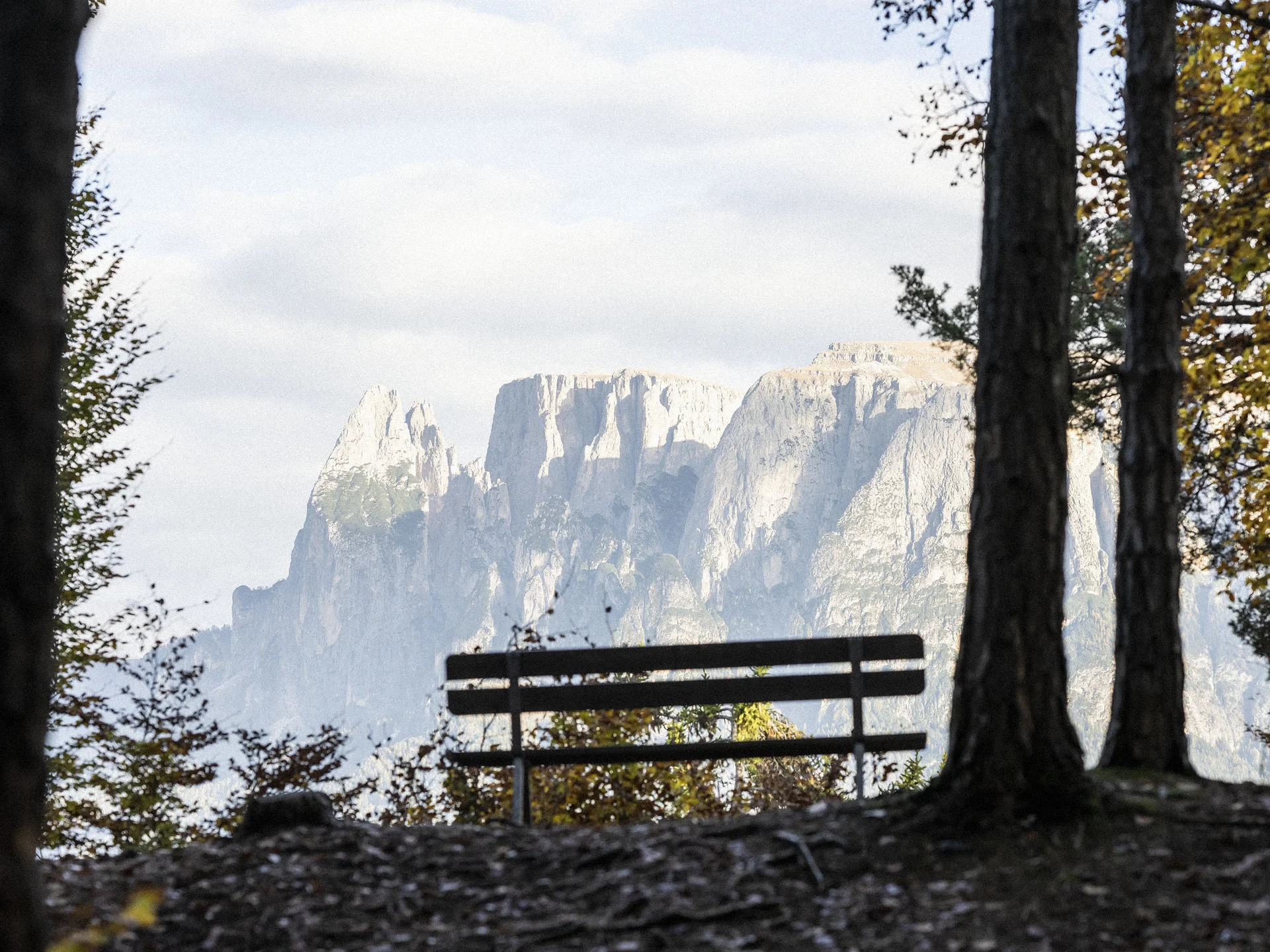 Urlaub am Ritten: die Insider-Tipps des Armonia Eine Bank zwischen Bäumen mit Blick auf helle Felswände
